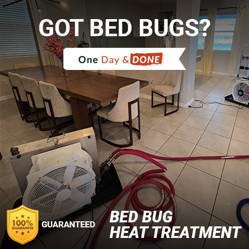 Bed Bug Removal in Winter Garden, FL