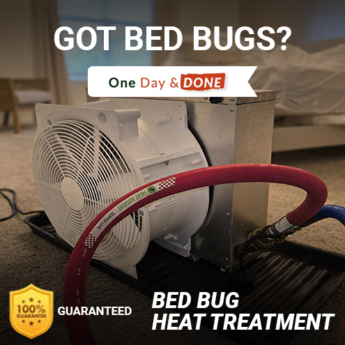 Bed Bug Removal in Manatee County, FL