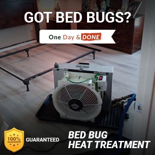 Bed Bug Removal in Clearwater, FL