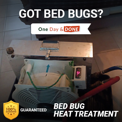 Bed Bug Removal in Gibsonton, FL