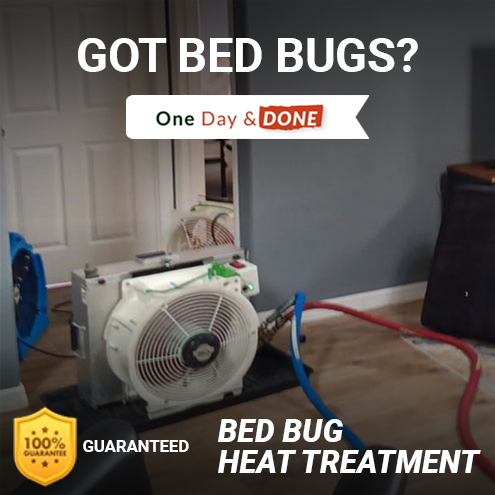 Bed Bug Removal in Parrish, FL