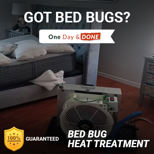 Bed Bug Removal in Leesburg, FL