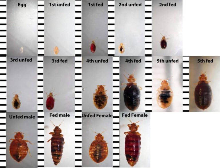 Is It a Bed Bug? A Photo-First Guide to Getting the ID Right