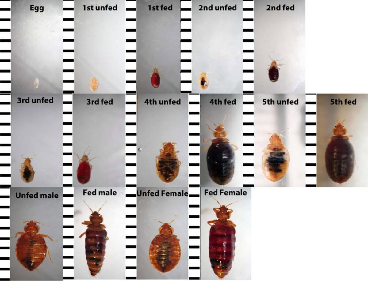 Labelled bed bug eggs, five nymph stages and adults, before and after feeding